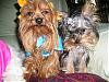 My Babies In Their Halloween Costumes! Cute!-halloweencostumesfurkids2007-051.jpg