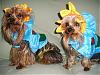 My Babies In Their Halloween Costumes! Cute!-halloweencostumesfurkids2007-043.jpg