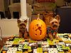 Happy Halloween-dsc03451-648-x-486-.jpg