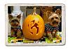 Happy Halloween-jersey-1025071_edited-1.jpg