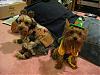 The Wizard of Oz-img_2004.jpg