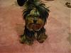 The Wizard of Oz-img_2023.jpg