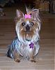 Chloe got groomed today!-groomed102607_2.jpg