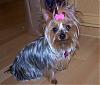 Chloe got groomed today!-groomed102607.jpg