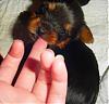 Some adorable pictures of the babies at 4 weeks old!!-harmony-006.jpg