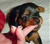 Some adorable pictures of the babies at 4 weeks old!!-harmony-007.jpg