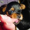 Some adorable pictures of the babies at 4 weeks old!!-melody-006.jpg