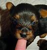 Some adorable pictures of the babies at 4 weeks old!!-allegro-007.jpg