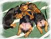 Some adorable pictures of the babies at 4 weeks old!!-puppy-pile-01.jpg