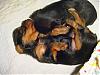 Some adorable pictures of the babies at 4 weeks old!!-puppy-pile-02.jpg