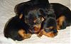 Some adorable pictures of the babies at 4 weeks old!!-puppy-pile-3wk-001.jpg