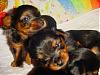 Some adorable pictures of the babies at 4 weeks old!!-puppy-playtime-3wk-04.jpg