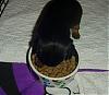 Some adorable pictures of the babies at 4 weeks old!!-harmony-eating-001.jpg