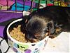 Some adorable pictures of the babies at 4 weeks old!!-harmony-eating-002.jpg