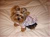 Sukoshi in Go.Fetch Satin & Halloween Dresses!!-dsc09065.jpg