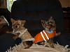 Gracie and Cody got new coats today!!!!-newcoat.jpg