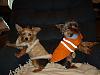 Gracie and Cody got new coats today!!!!-newcoats2.jpg