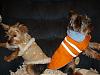 Gracie and Cody got new coats today!!!!-newcoats3.jpg