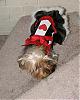 Aurora won petco's costume contest today-pa2708590003-resized.jpg