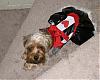 Aurora won petco's costume contest today-pa2708600004resized.jpg