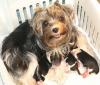 WHISPERSMOM'S Latest Baby Pictures-bedraggled-mom_2.jpg