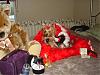 Chunky Monkey, Lexie and Bear in Halloween outfits-lexie-017.jpg