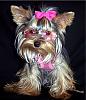 Warning, Cuteness Overload - Dixie in her pink shades-dixie-glasses-4.jpg