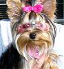 Warning, Cuteness Overload - Dixie in her pink shades-dixie-glasses-1.jpg