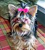 Warning, Cuteness Overload - Dixie in her pink shades-dixie-glasses-3.jpg