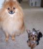 Meet Amy and baby girl Reese and Gucci-gucci-reese2.jpg