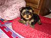 Babies At 6 Weeks***jasmine & Chunky Monkey-lexie-057.jpg