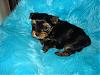 Babies At 6 Weeks***jasmine & Chunky Monkey-lexie-060.jpg