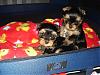 Babies At 6 Weeks***jasmine & Chunky Monkey-lexie-069.jpg