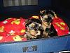 Babies At 6 Weeks***jasmine & Chunky Monkey-lexie-070.jpg