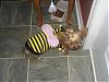 My little BumbleBee-camera-shy-bee.jpg