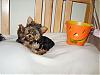 Happy Halloween-s8003174.jpg