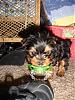 Puppy overload!!!-bambam-binky-green.jpg