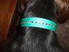 Brownies new collar !-cimg7605.jpg