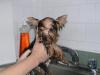Milo's first bath!-milo-bath.jpg