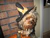 JUJU BEAN says Happy Halloween...Betty Doesn't!-lrsz1001.jpg