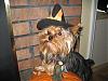 JUJU BEAN says Happy Halloween...Betty Doesn't!-lrsz0997.jpg