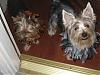 Jax and Jolie ready for trick or treaters-j2-greeting-trick-treaters.jpg