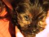 Meet Fluffy my new yorkie-dsc00572.jpg