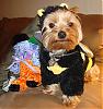 Koda and A BEE COSTUME-dsc02006.jpg