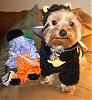 Koda and A BEE COSTUME-dsc02004.jpg