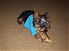 To all the male yorkie owners-p1080462-small-.jpg