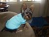 To all the male yorkie owners-p1230620-small-.jpg