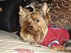 To all the male yorkie owners-kidsoct30.7.jpg