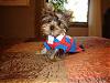 To all the male yorkie owners-ruby-pics-822resized.jpg