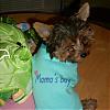 To all the male yorkie owners-mama-27s-20boy.jpg